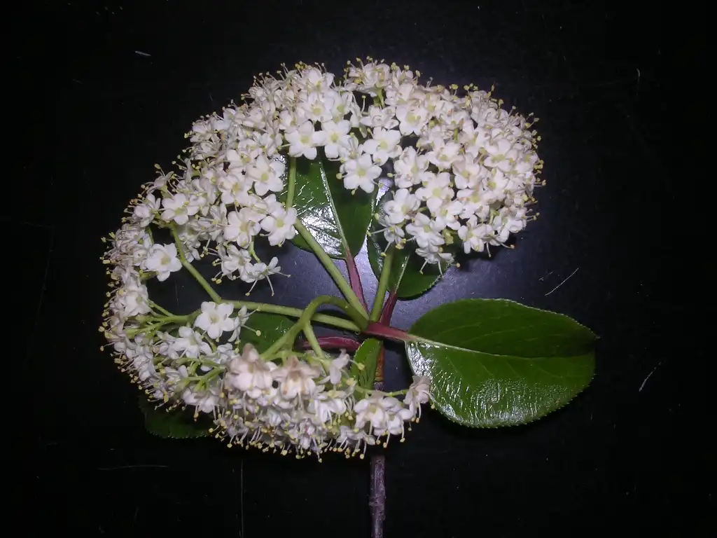Photo of Viburnum rufidulum - Flower and Leaves Detail:Jim Robbins
