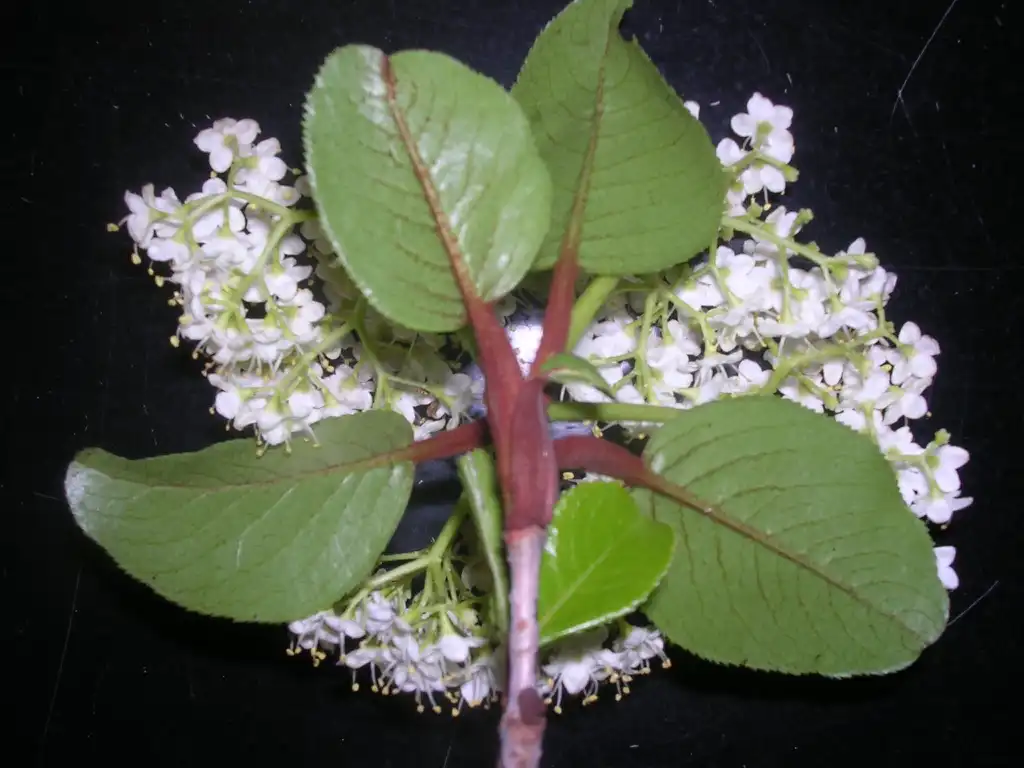 Photo of Viburnum rufidulum - Hairy Leaves:Jim Robbins