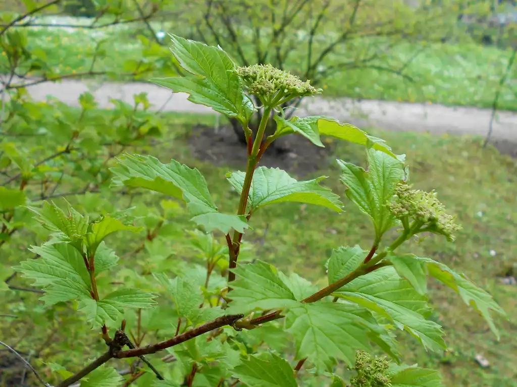 Foto de Viburnum sargentii (Viburnum sargentiis)