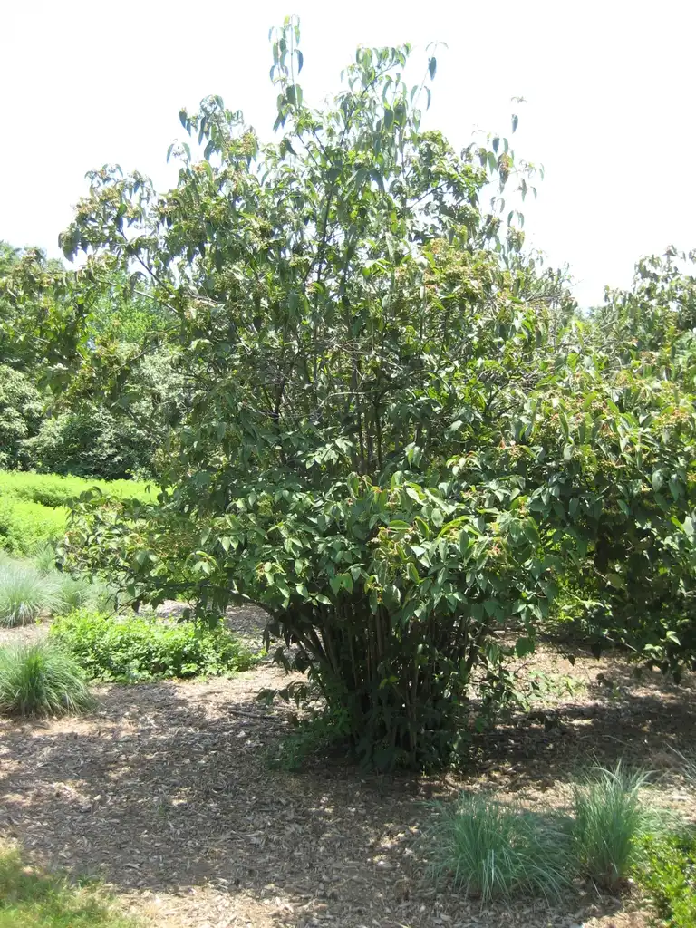 Photo of Viburnum setigerum (Viburnum setigerums)
