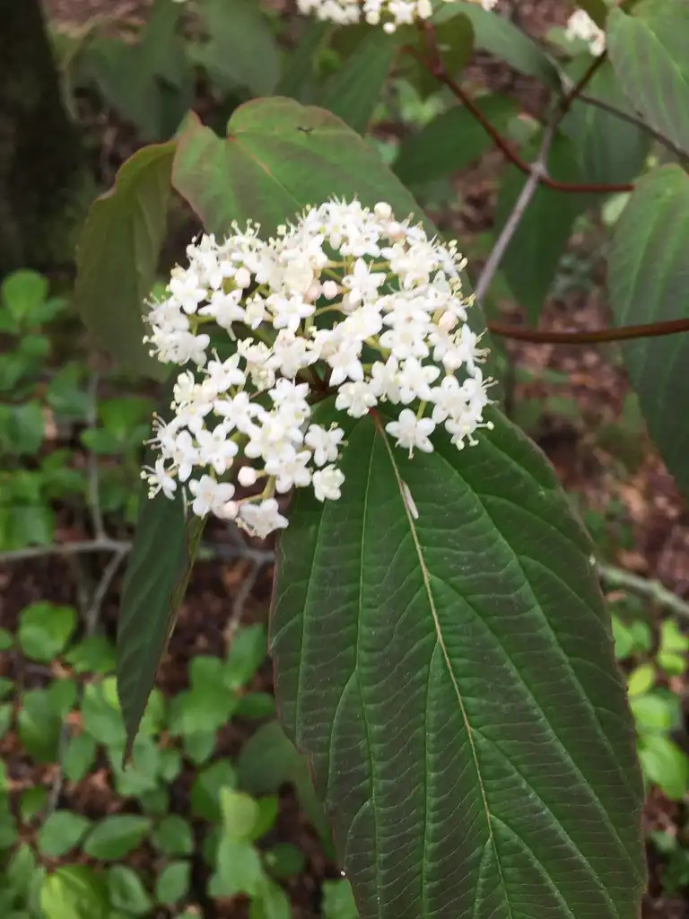 Photo of Viburnum setigerum (Viburnum setigerums)