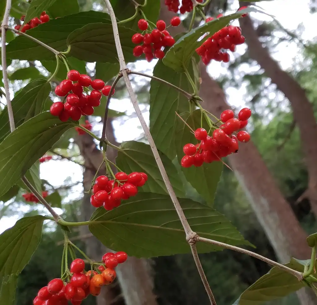 Photo of Viburnum setigerum - Fruit:Matthew Beziat