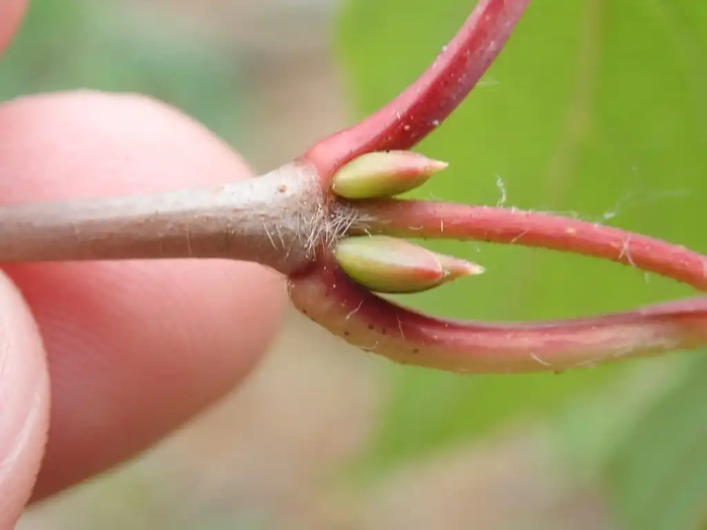 Photo of Viburnum setigerum - Stem and buds:Astro