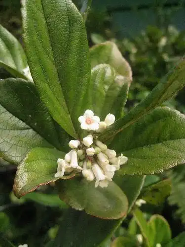 Фото Viburnum suspensum (Viburnum suspensums)