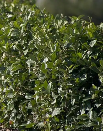 Фото Viburnum suspensum (Viburnum suspensums)