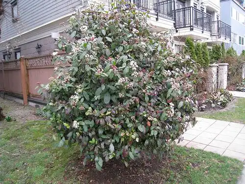 Viburnum tinus(Լորուստին, Laurustinus Viburnum) Habit