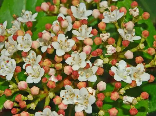 Photo of Viburnum tinus (Viburnum tinuss)
