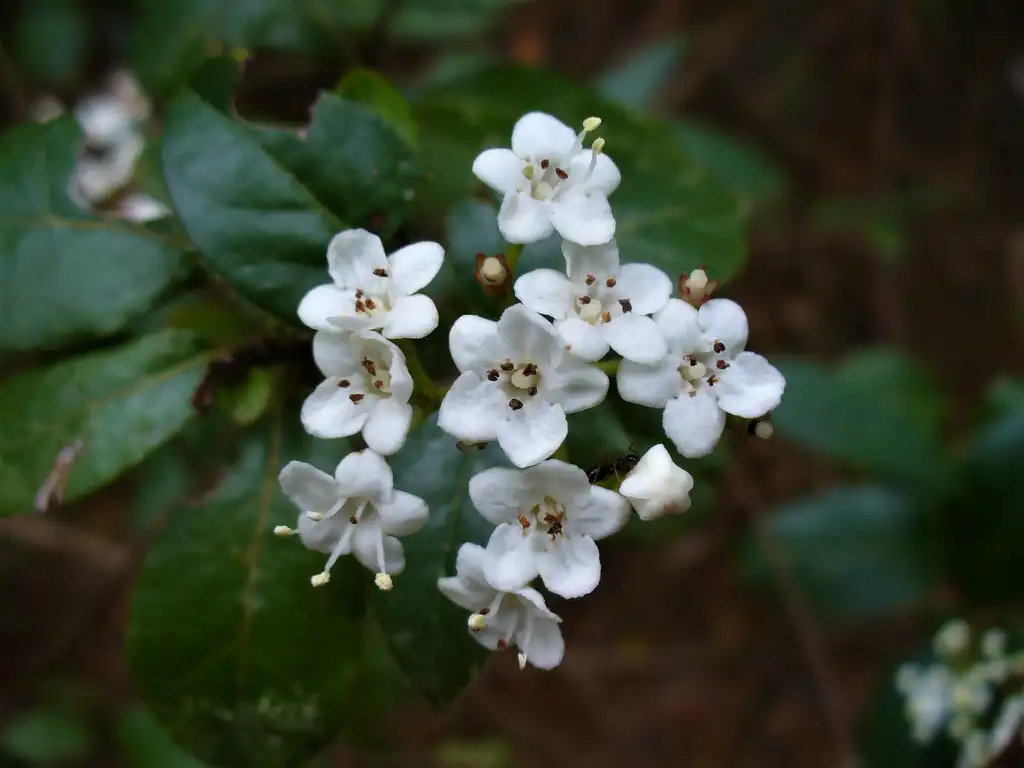 Photo of Viburnum tinus - Flowers Moore County, NC:Susan Strine