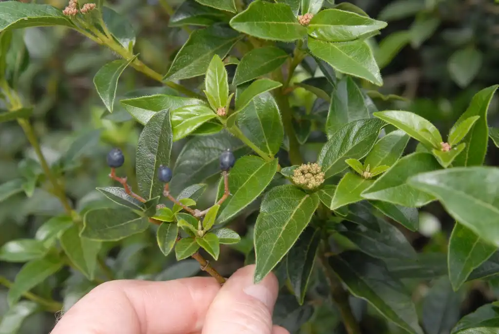 Photo of Viburnum tinus - Fruit and Leaves Close-up:Jim Robbins