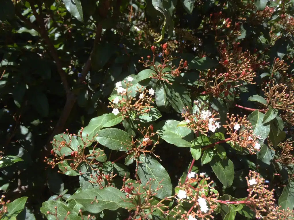 Photo of Viburnum tinus - Flower, Fruit and Leaves:Jim Robbins