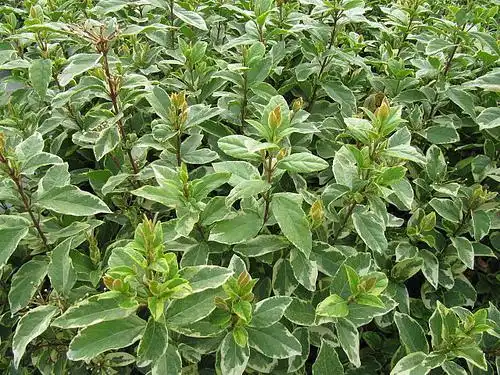 Photo of Viburnum tinus - Viburnum tinus 'Variegatum' foliage:Leonora Enking