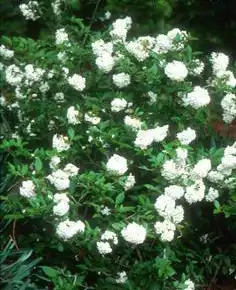 Viburnum utile 'Eskimo'(Էսկիմո վիբուրնում) 