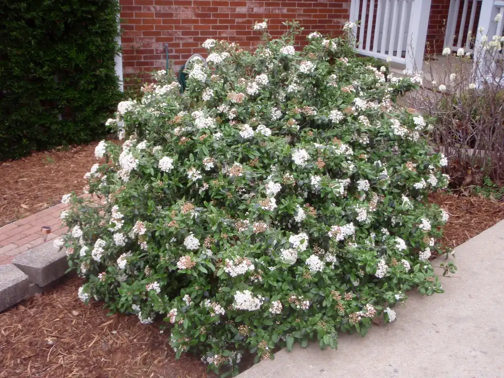 Viburnum utile(Ծառայողական Viburnum) Flower Form