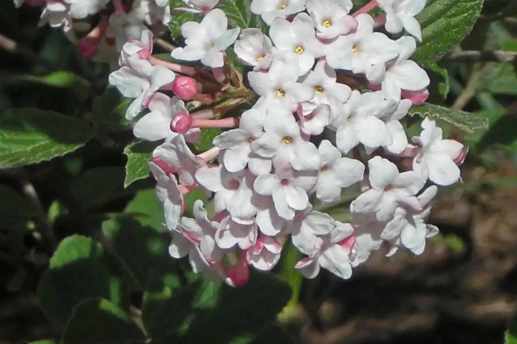 Photo of Viburnum utile (Viburnum utiles)