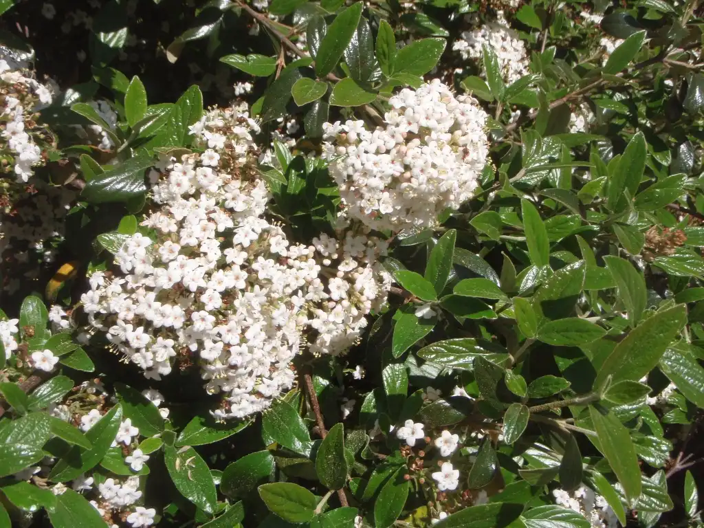 Photo of Viburnum utile - Flower and Leaves:Jim Robbins