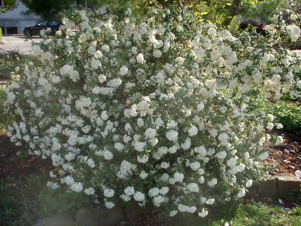 Photo of Viburnum utile - 'Conoy' Full Form:Jim Robbins