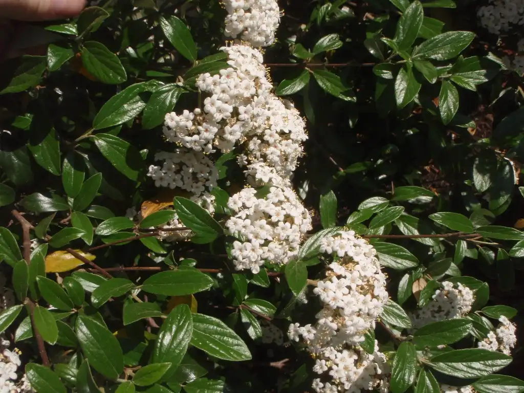 Photo of Viburnum utile - 'Conoy' Flower and Leaf:Jim Robbins