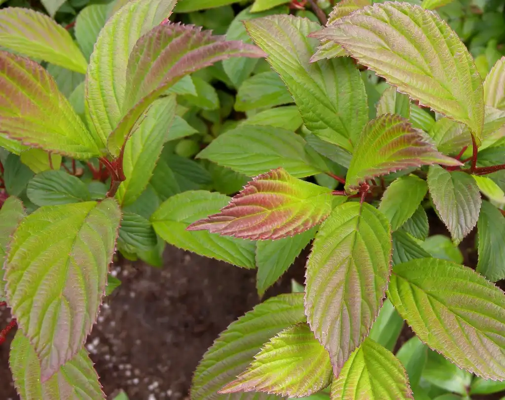 Viburnum x bodnantense(Bodnant Viburnum) Foliage