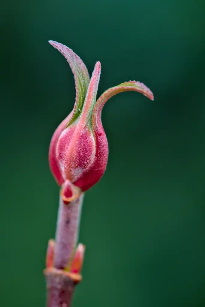 Photo of Viburnum x bodnantense (Viburnum x bodnantenses)