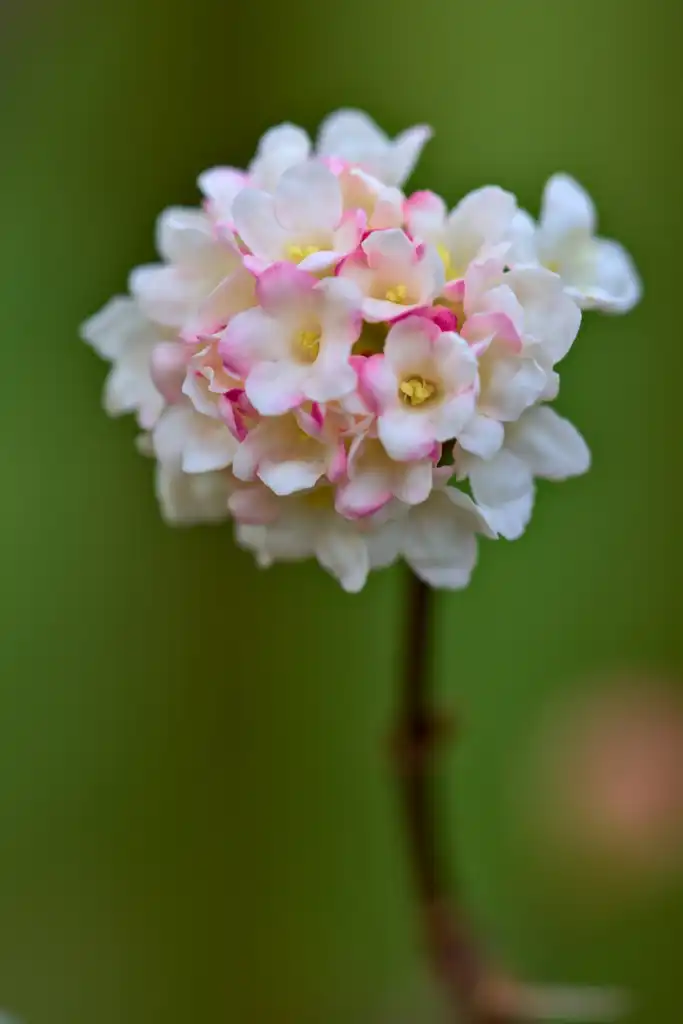 Photo of Viburnum x bodnantense - Flower:Peter Stenzel