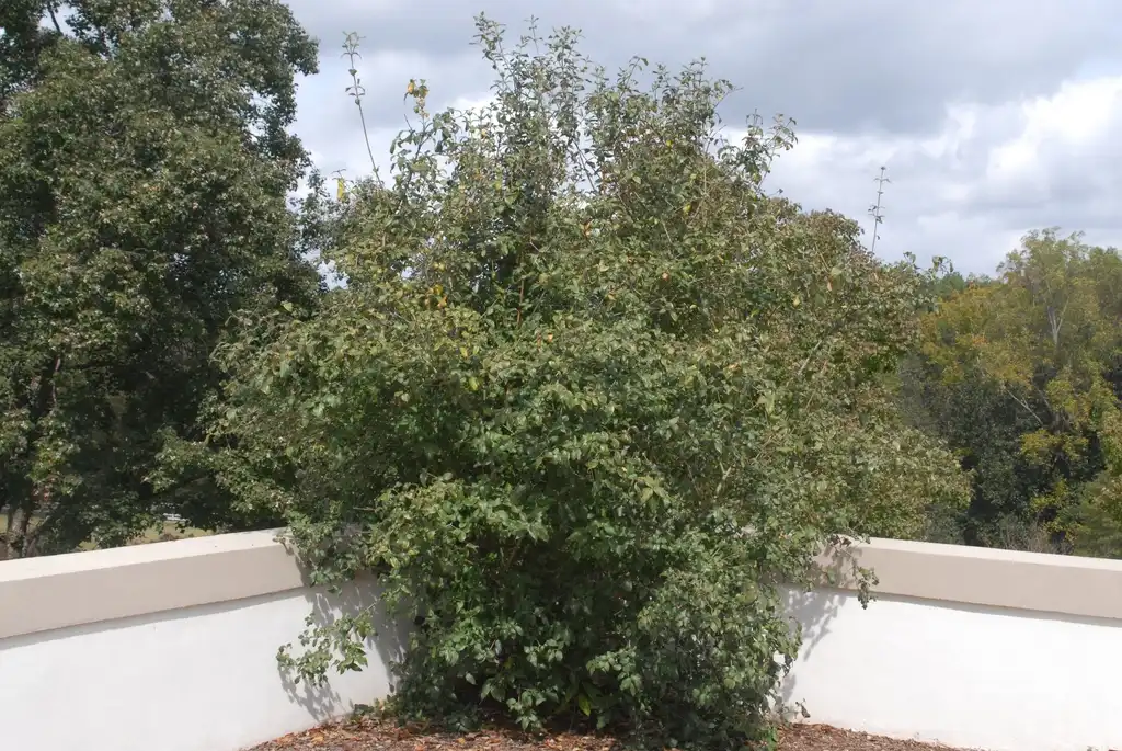 Viburnum x burkwoodii(Burkwood Viburnum) Full Form