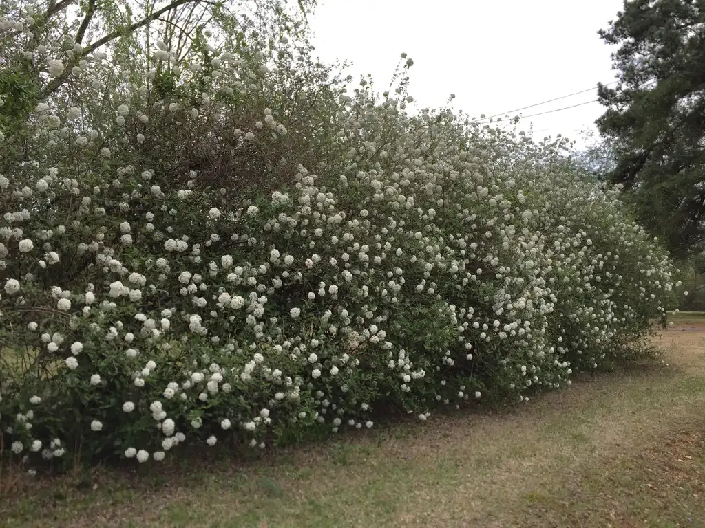 Photo of Viburnum x burkwoodii (Viburnum x burkwoodiis)
