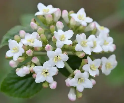 Photo of Viburnum x burkwoodii - Flower detail:Danny Barron
