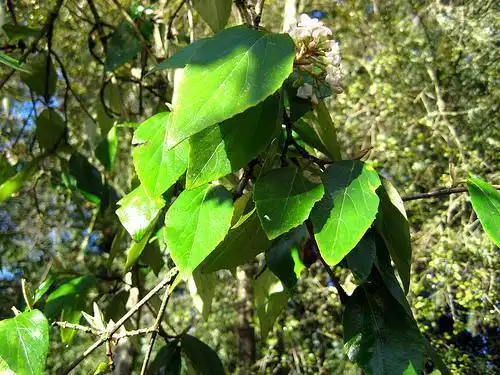 Photo of Viburnum x burkwoodii - Leaf detail:Bri Weldon