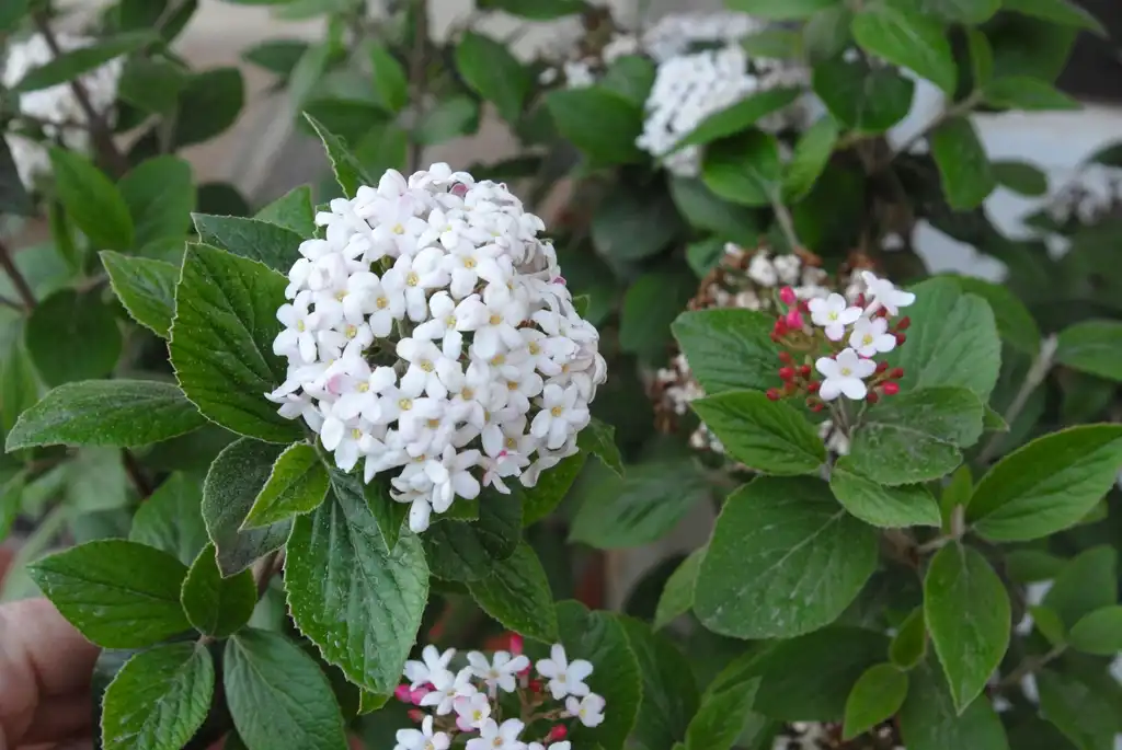 Photo of Viburnum x burkwoodii - 'Mohawk' Flower and Leaf:Jim Robbins