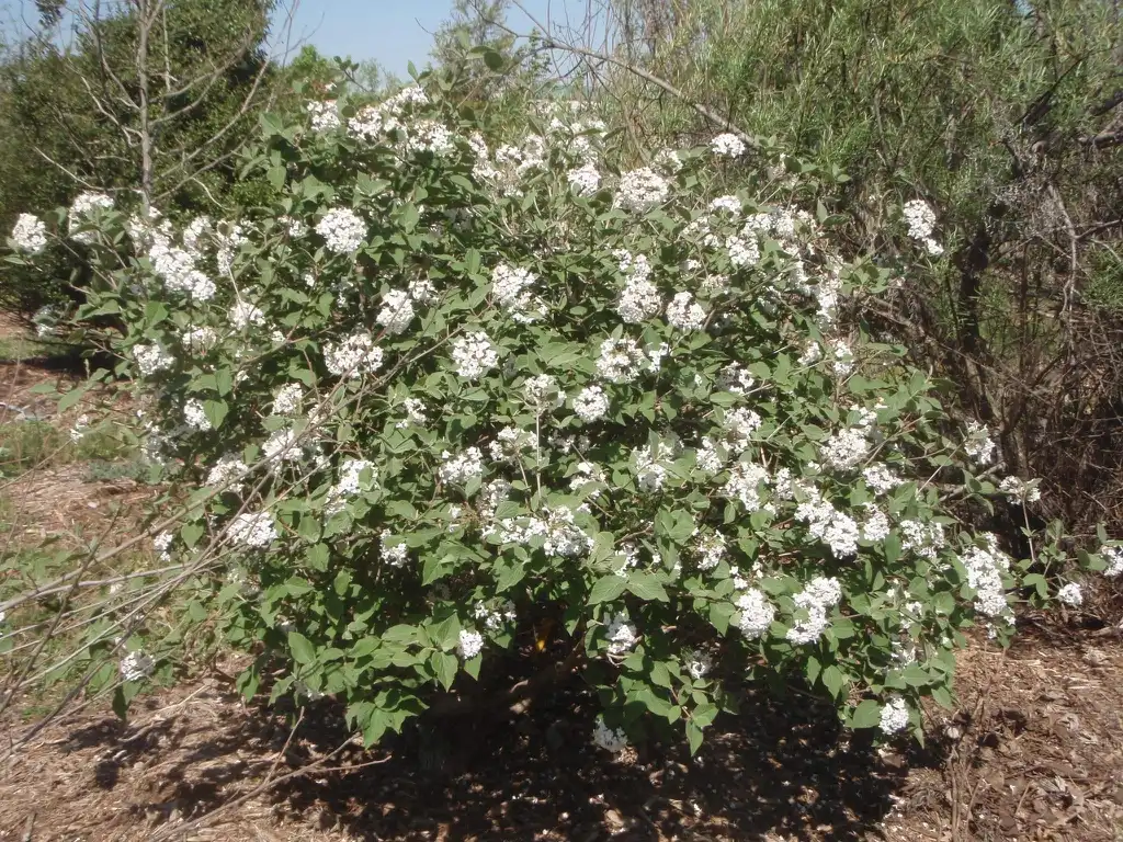 Photo of Viburnum x juddii (Viburnum x juddiis)