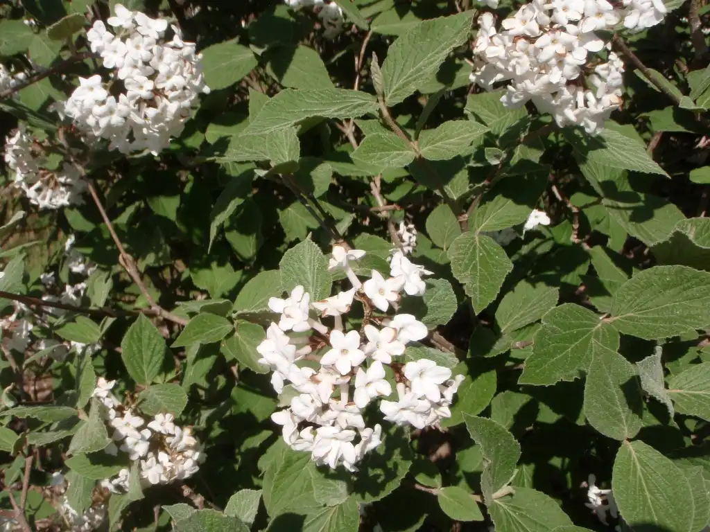 Photo of Viburnum x juddii (Viburnum x juddiis)