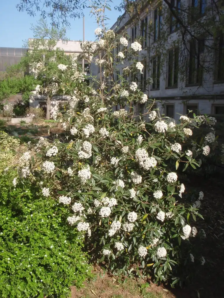 Photo of Viburnum x pragense (Viburnum x pragenses)