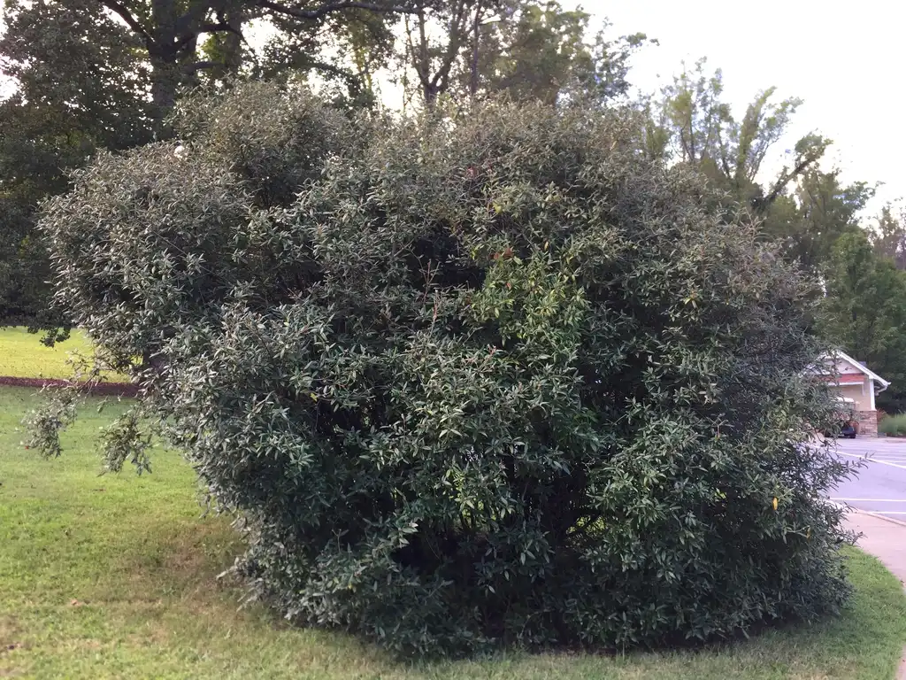 Photo of Viburnum x pragense (Viburnum x pragenses)