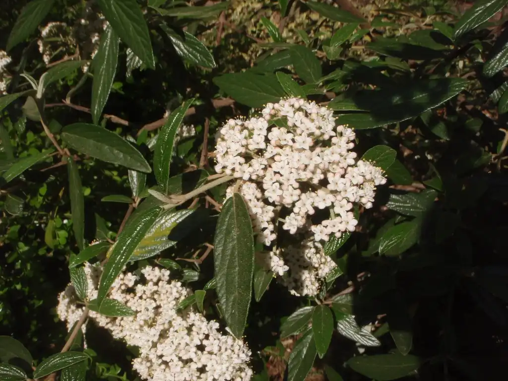 Photo of Viburnum x pragense - Flower and Leaves:Jim Robbins