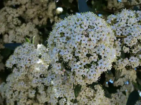 Photo of Viburnum x pragense - blooms: