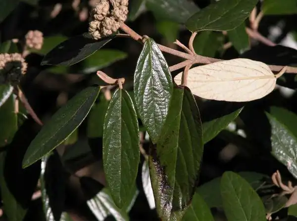 Photo of Viburnum x pragense - Leaves: