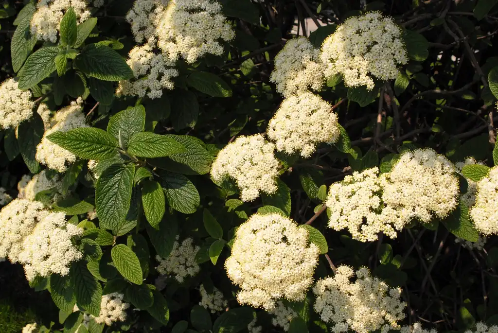 Фото Viburnum x rhytidophylloides (Viburnum x rhytidophylloidess)