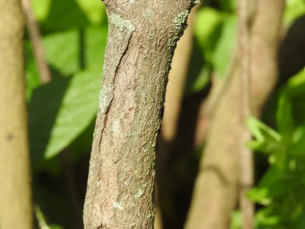 Фото Viburnum x rhytidophylloides - 'Interduke' bark:Kathleen Moore