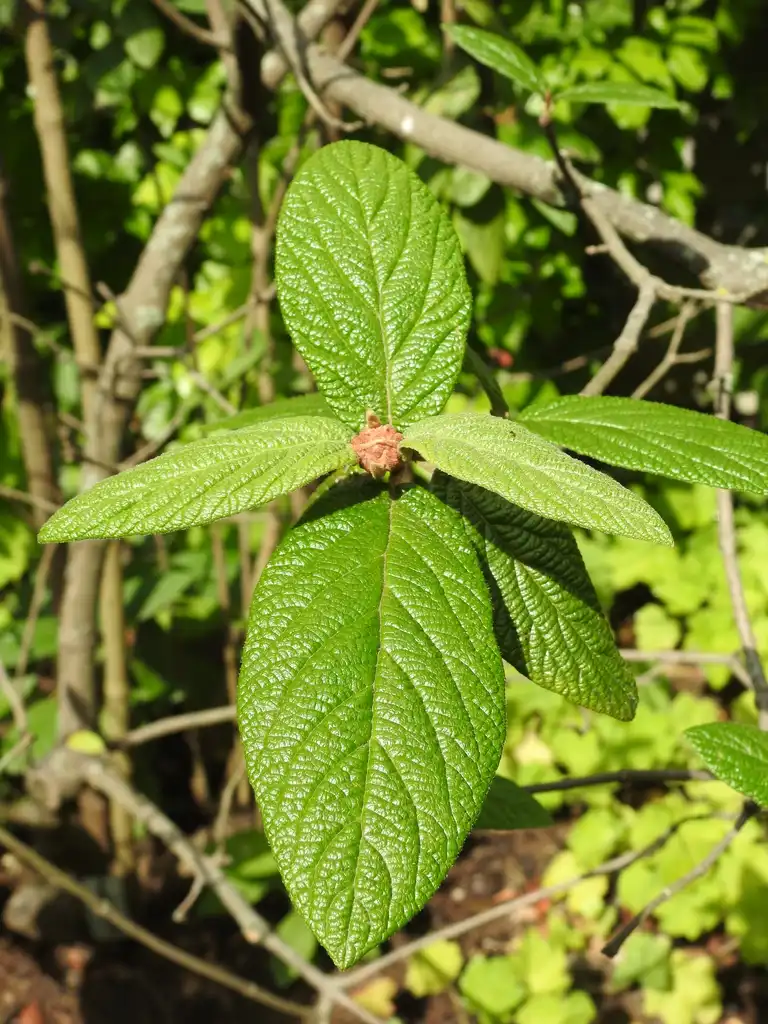 Фото Viburnum x rhytidophylloides - 'Interduke' leaves:Kathleen Moore