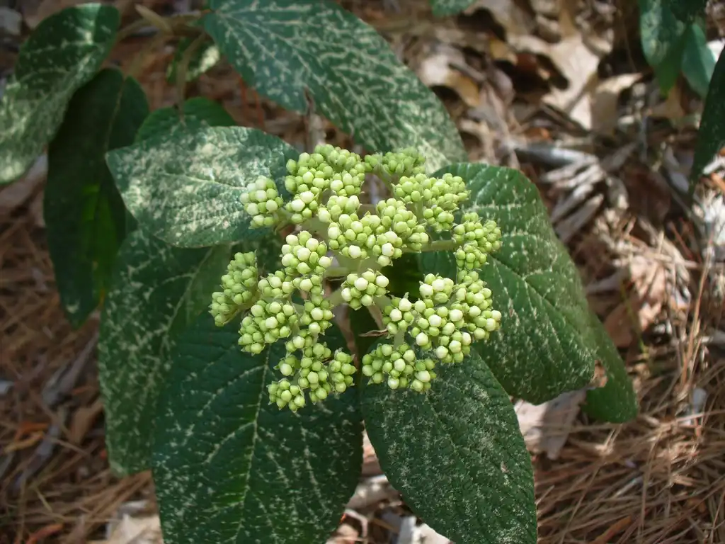 Фото Viburnum x rhytidophylloides - 'Allegheny' buds in early spring:Susan Strine