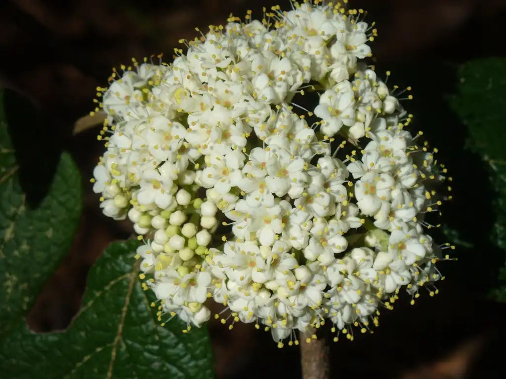 Фото Viburnum x rhytidophylloides - 'Allegheny' flowers in early spring:Susan Strine