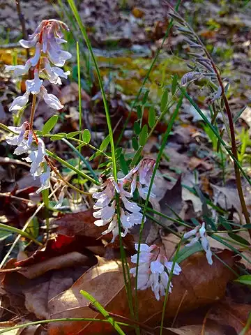 Фото Vicia caroliniana (Vicia carolinianas)