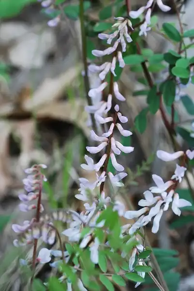 Фото Vicia caroliniana (Vicia carolinianas)