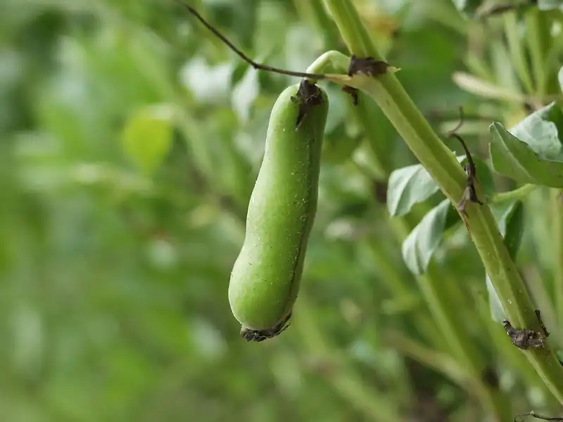 Foto de Vicia faba (Vicia fabas)