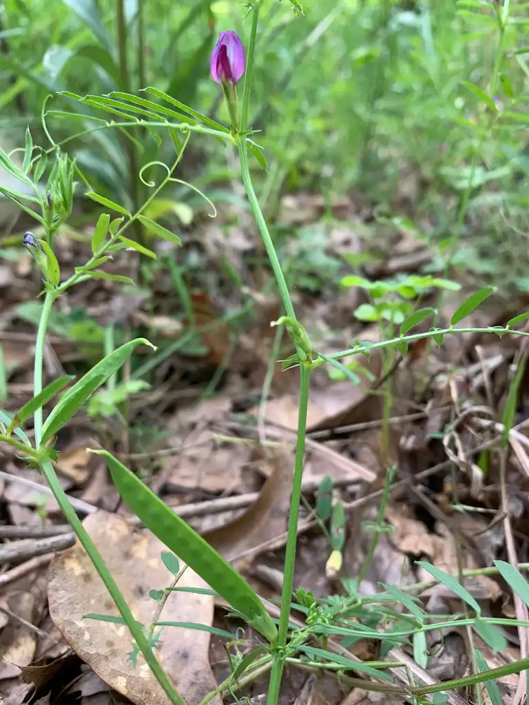 Foto de Vicia sativa (Vicia sativas)