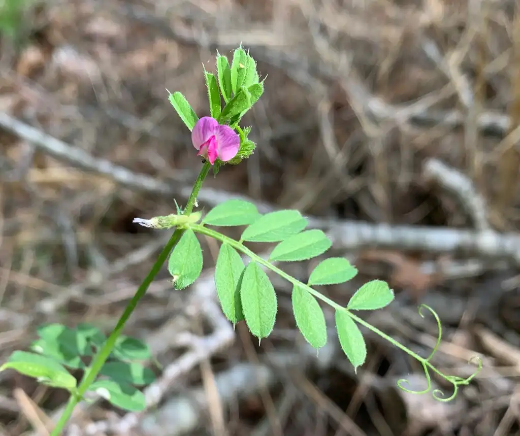 Foto de Vicia sativa (Vicia sativas)