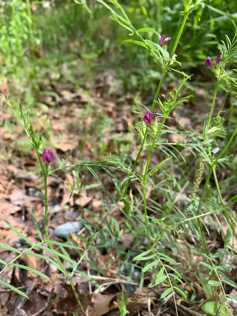 Foto de Vicia sativa - habit, spring, Union County, NC:Kristyna Culp