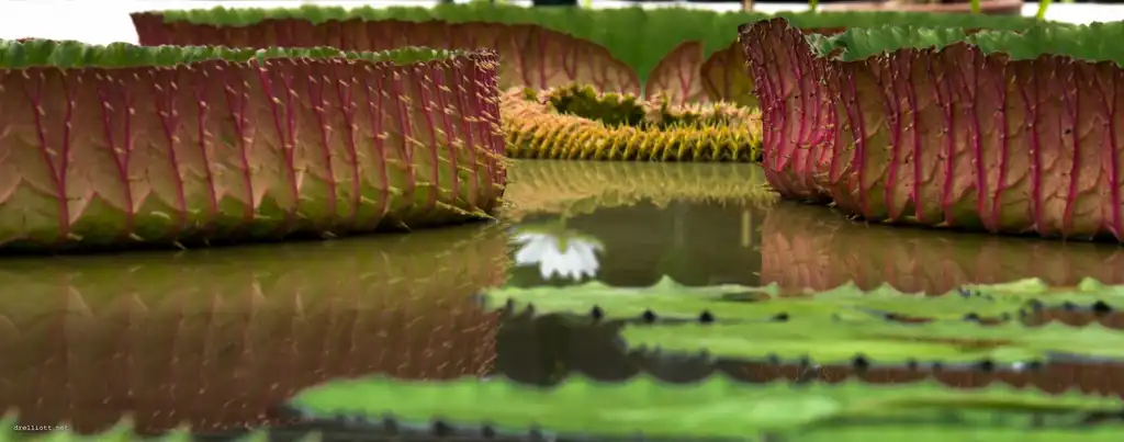 Photo of Victoria amazonica (Victoria amazonicas)