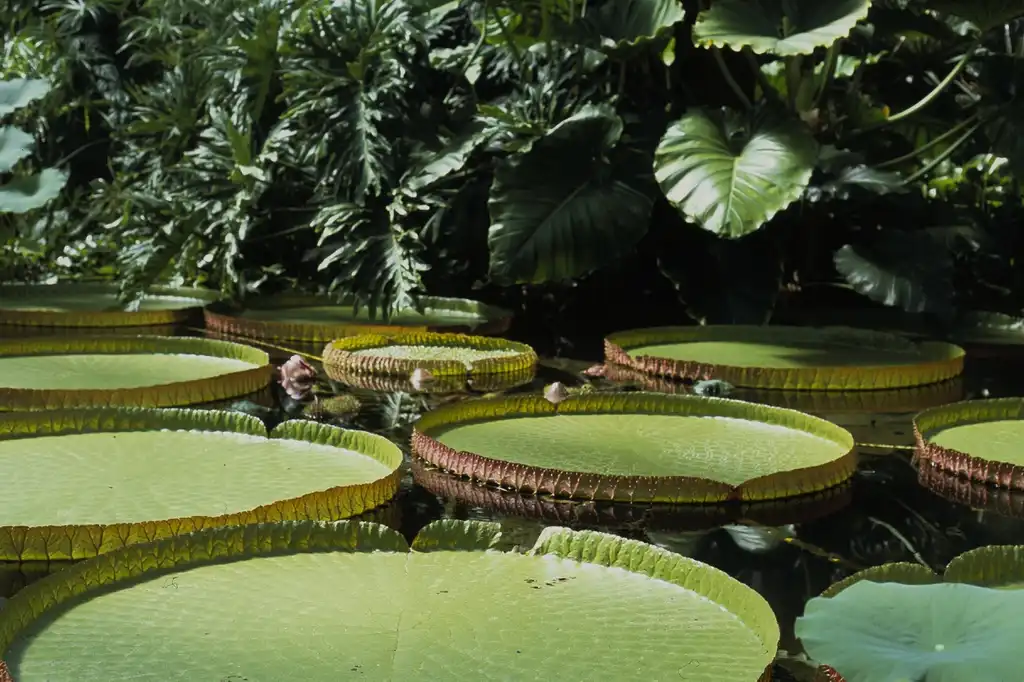 Photo of Victoria amazonica (Victoria amazonicas)