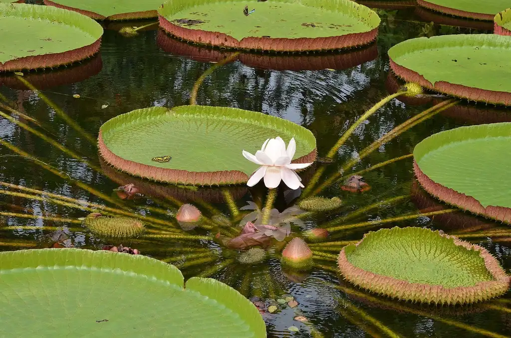 Photo of Victoria amazonica - Victoria amazonica:Steven Lek